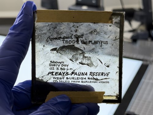 Working with glass plates in the Australian Museum Archives.