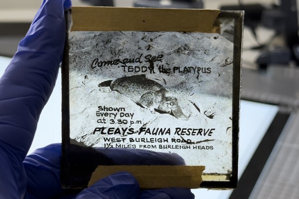 Working with glass plates in the Australian Museum Archives.