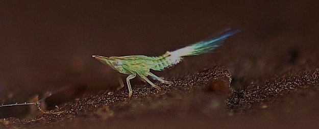 Bugs, plant hopper
