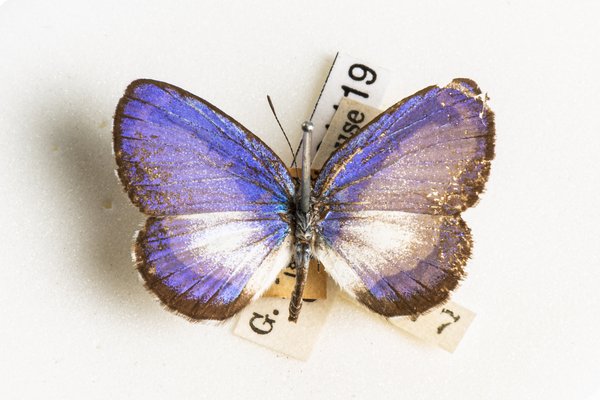 K.181119 Lycaenid butterfly - Psychonotis caelius taygetus