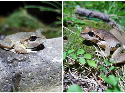 The endangered Booroolong Frog (Litoria booroolongensis) and the Eastern Stony Creek Frog (Litoria wilcoxii) are distinct species that are capable of breeding with each other.