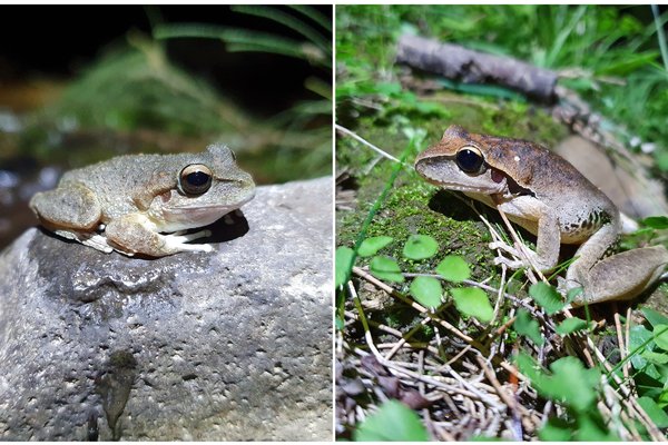 The endangered Booroolong Frog (Litoria booroolongensis) and the Eastern Stony Creek Frog (Litoria wilcoxii) are distinct species that are capable of breeding with each other.