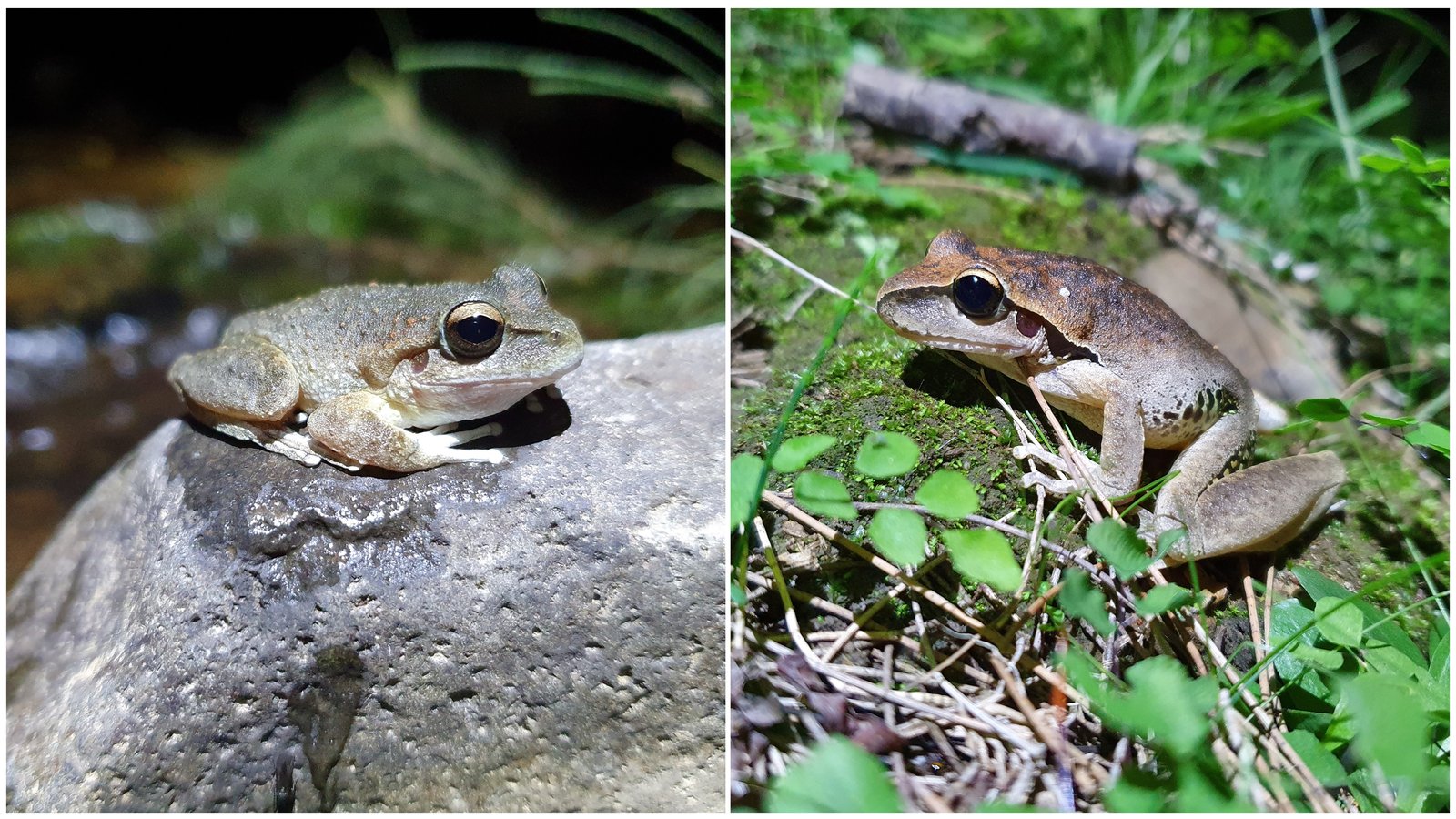 The endangered Booroolong Frog (Litoria booroolongensis) and the Eastern Stony Creek Frog (Litoria wilcoxii) are distinct species that are capable of breeding with each other.