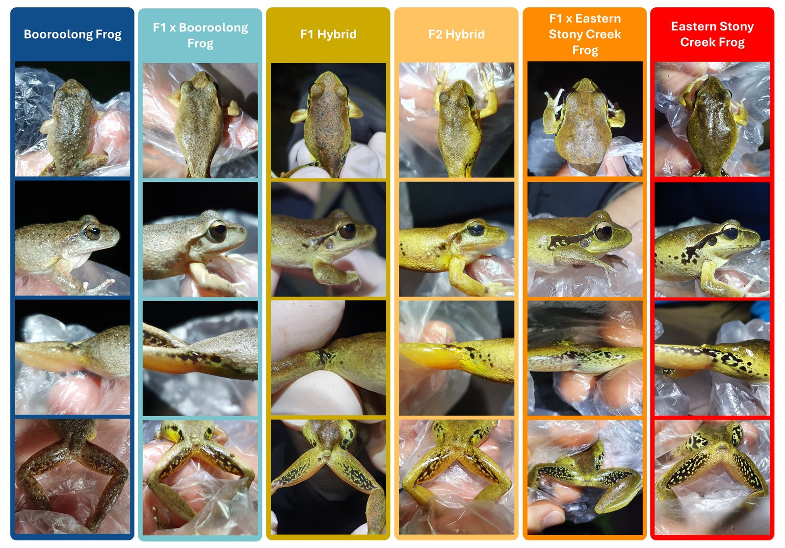 What do hybrids look like? Some hybrids (columns 2–5) could be identified by their appearance because they had physical traits that were typical of both parent species (the Booroolong Frog and the Eastern Stony Creek Frog).
