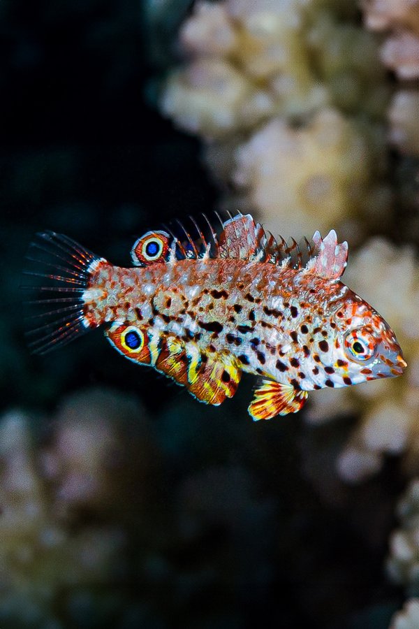 Leopard Wrasse Macropharyngodon meleagris