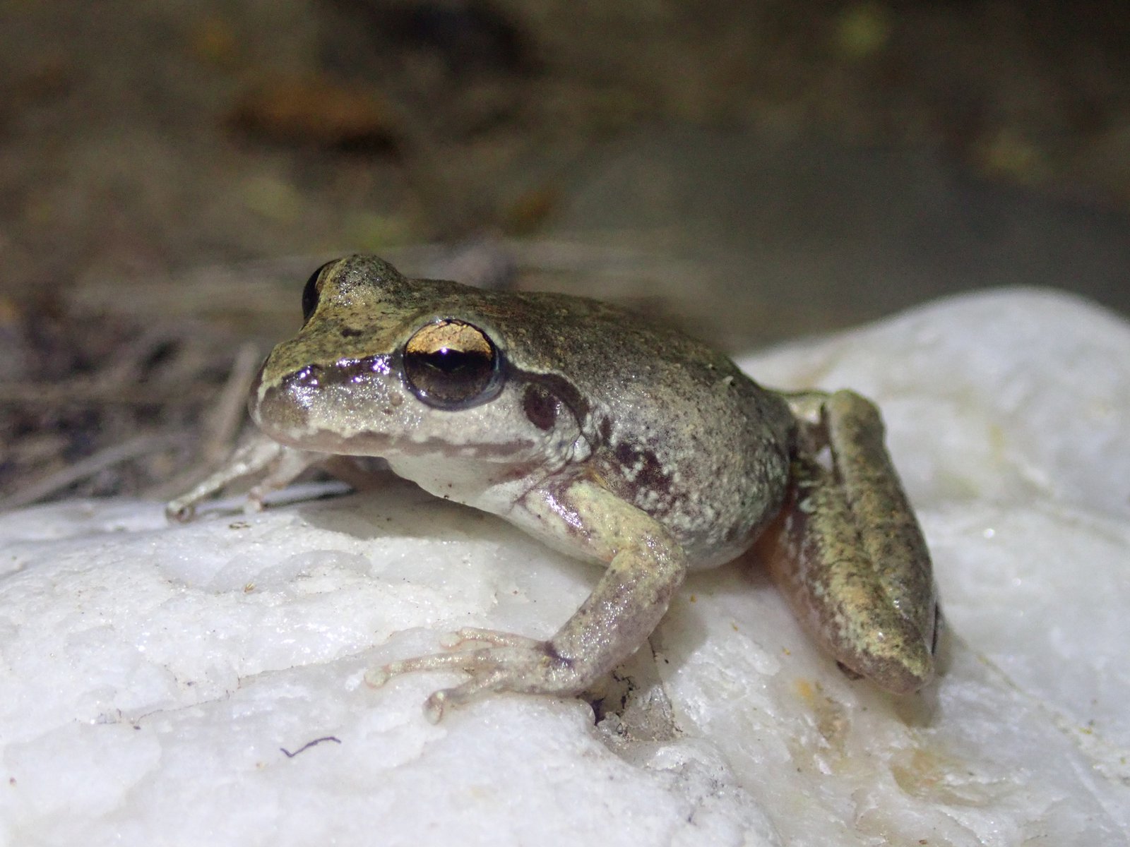 Is this a Booroolong Frog or an Eastern Stony Creek Frog? Some individuals, like this one, left us scratching our heads, leading us to believe that they may be hybrids.