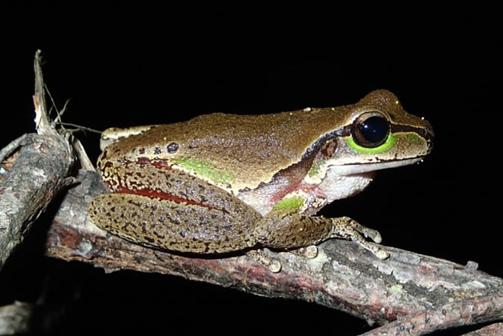 Blue Mountains Tree Frog (Litoria citropa)