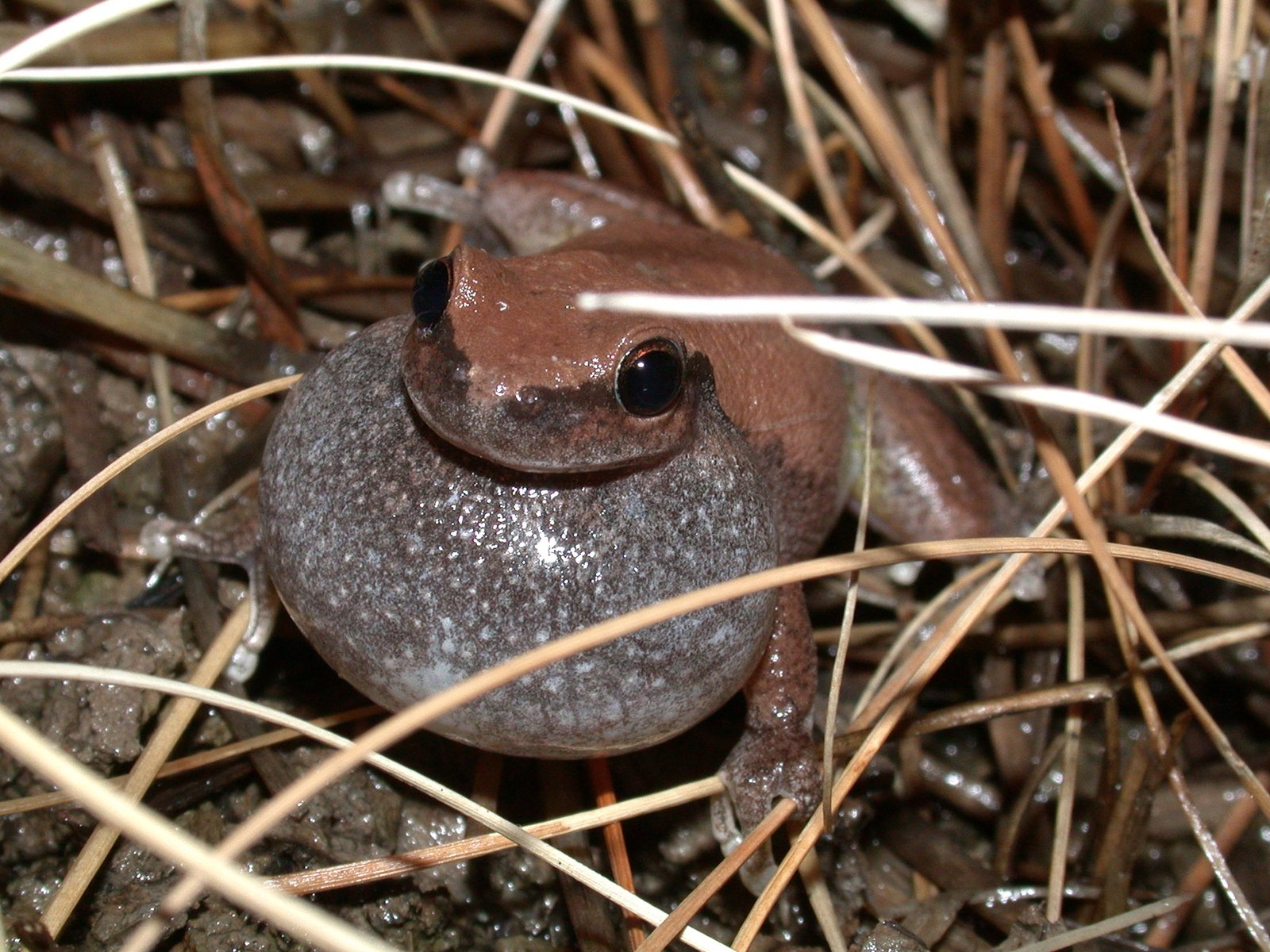Ruddy Tree Frog (Litoria pyrina)