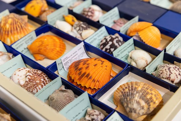 Specimens from the Australian Museum Malacology Collection.