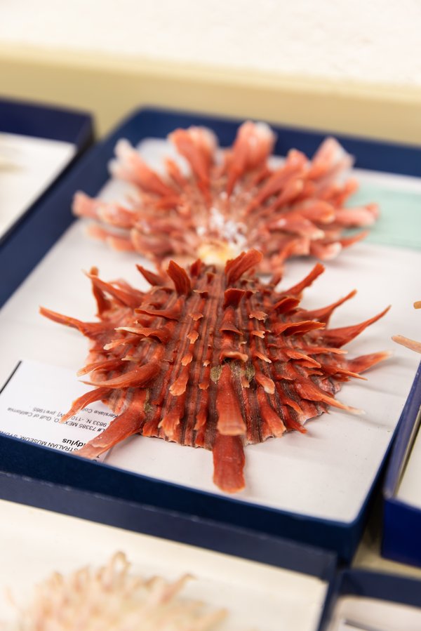 Specimens in the Australian Museum Malacology Collection.