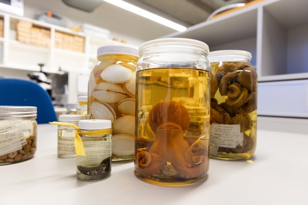 Specimens from the Australian Museum Malacology Collection.