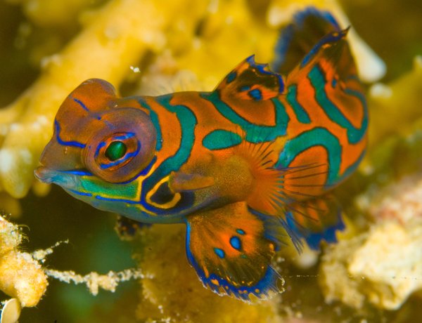 Mandarinfish, Pterosynchiropus splendidus