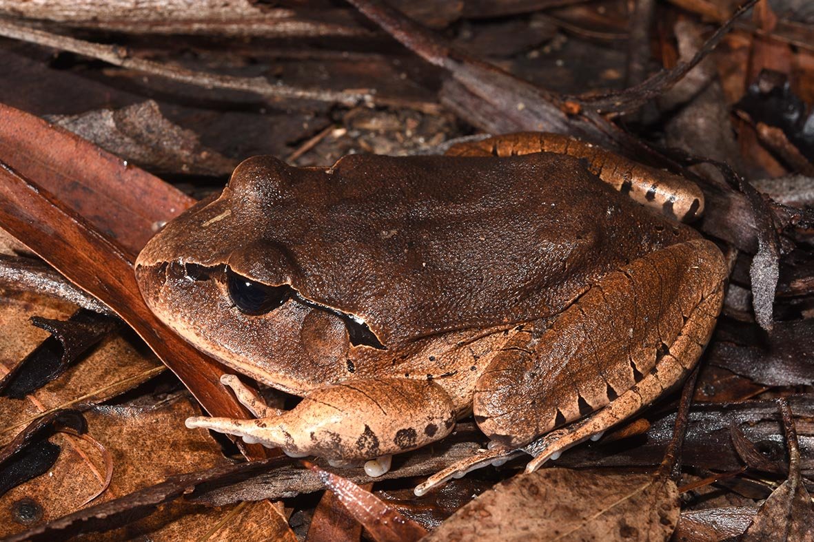 Great Barred Frog (Mixophyes fasciolatus)