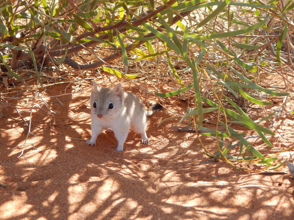 Mulgara, Dasycercus cristicauda