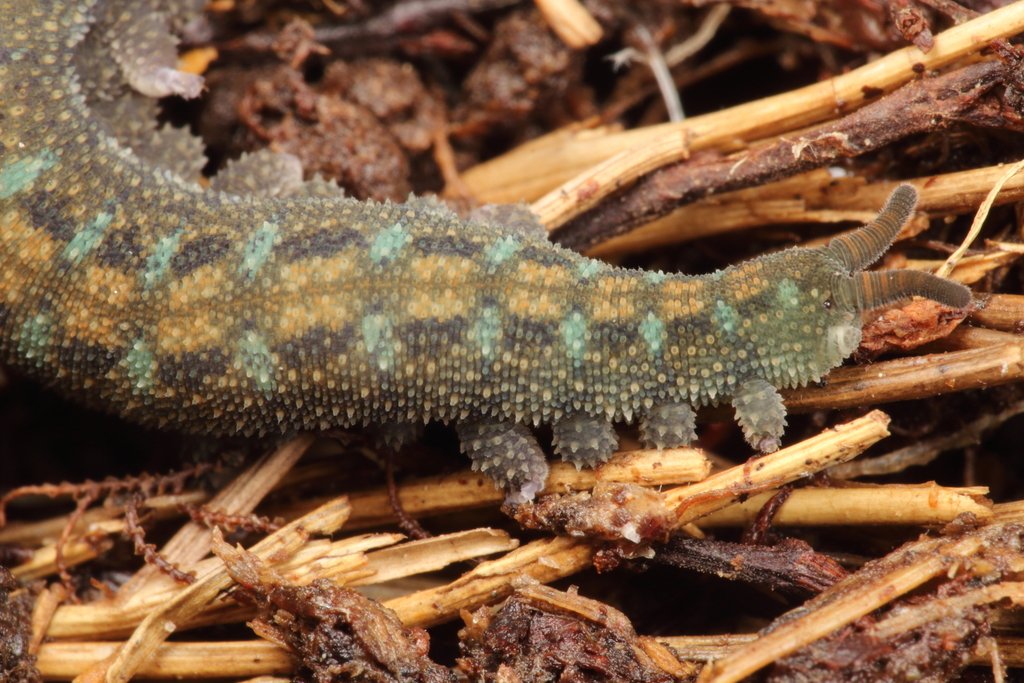 Ooperipatellus viridimaculatus
