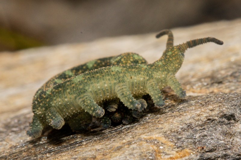 Ooperipatellus viridimaculatus, no rights reserved, uploaded by C_Knox_southern_scales