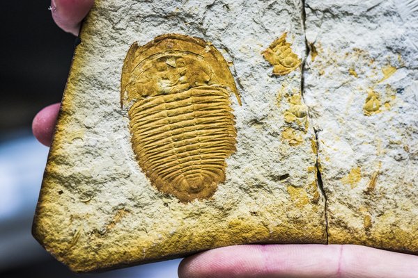 Palaeontology Collection Area 2018