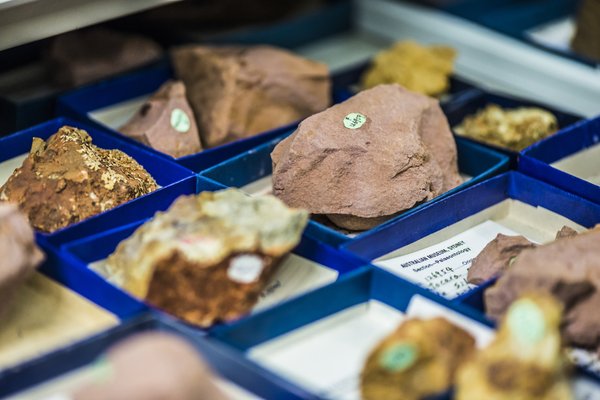 Palaeontology Collection Area 2018