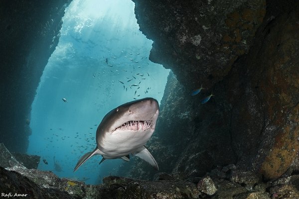 Greynurse Shark