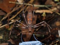 Rufous Net-casting Spider, Asianopis subrufa