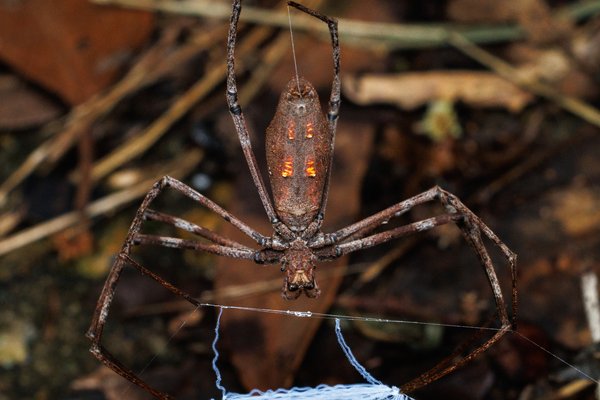 Rufous Net-casting Spider, Asianopis subrufa