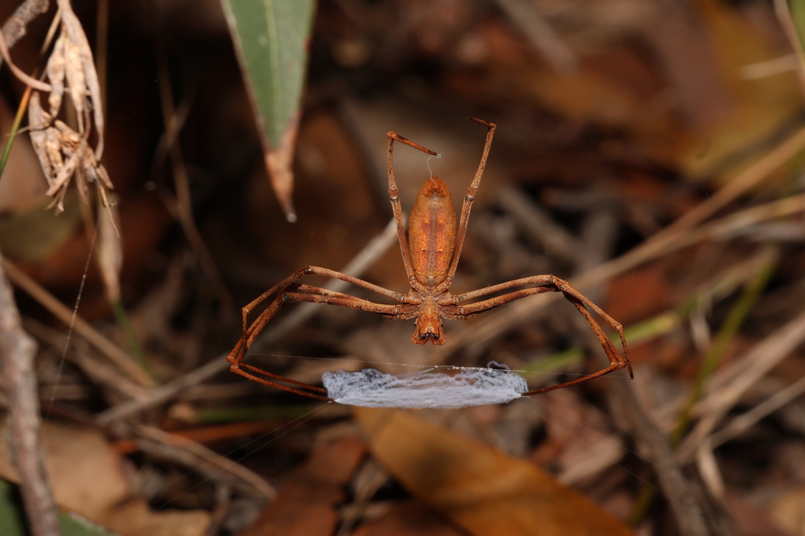 Rufous Net-casting Spider, Asianopis subrufa