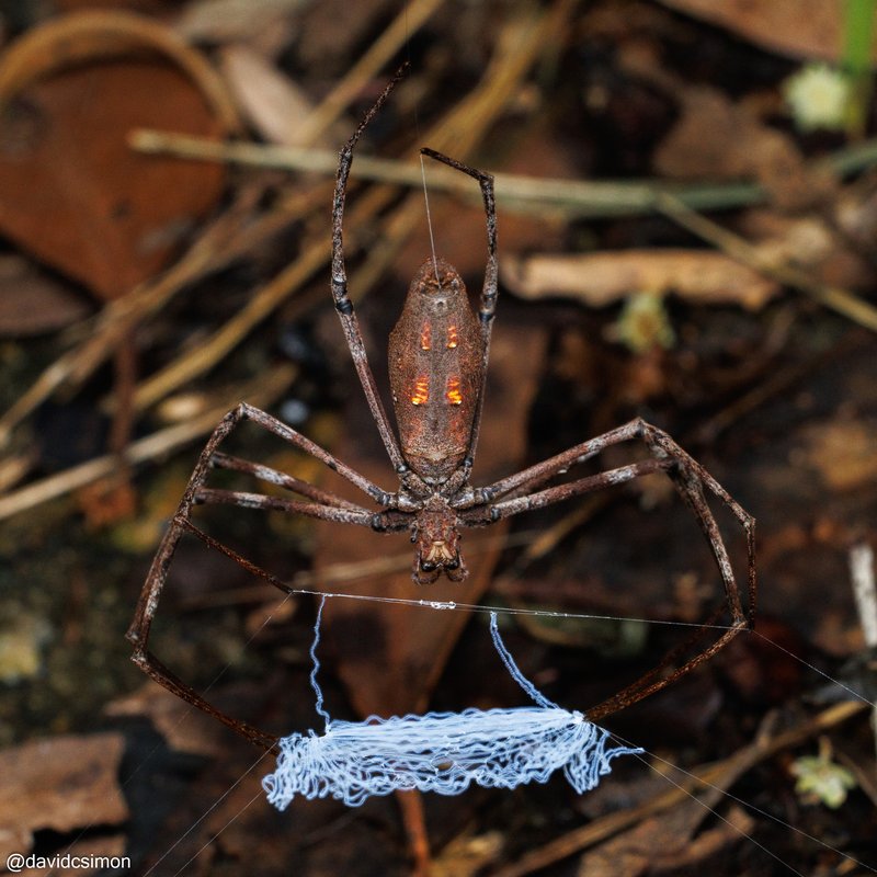 Rufous Net-casting Spider, Asianopis subrufa