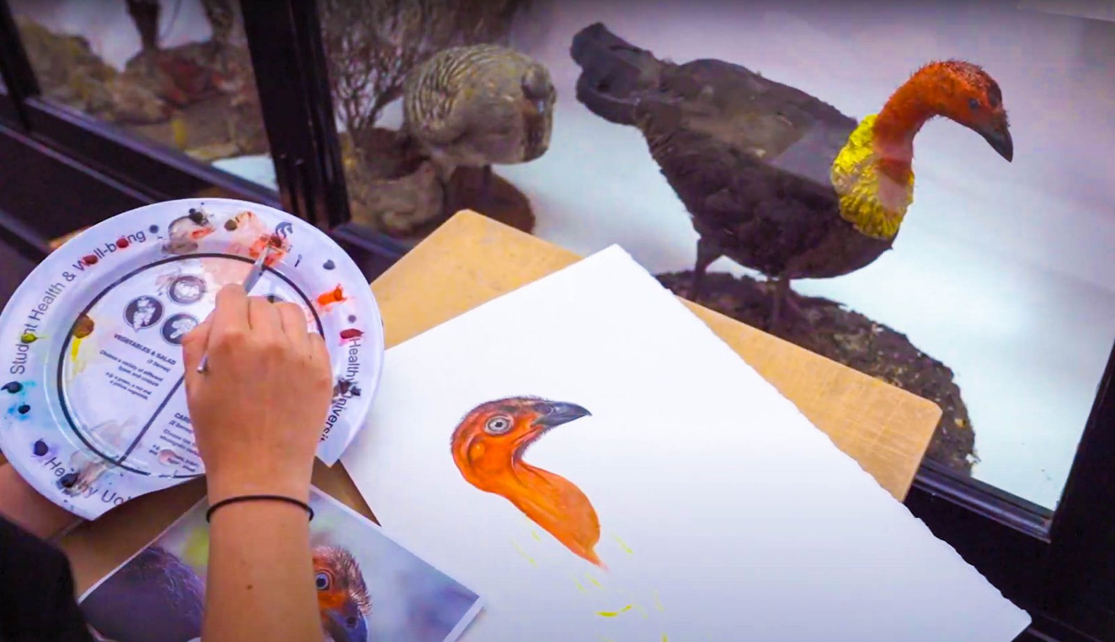 Sami Bayly paints a bush turkey