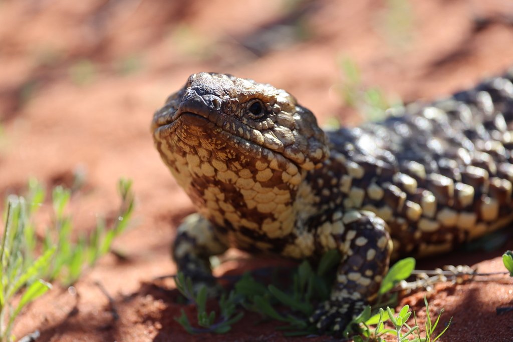 Shingleback Lizard, Tiliqua rugosa, CC BY NC, andamooka