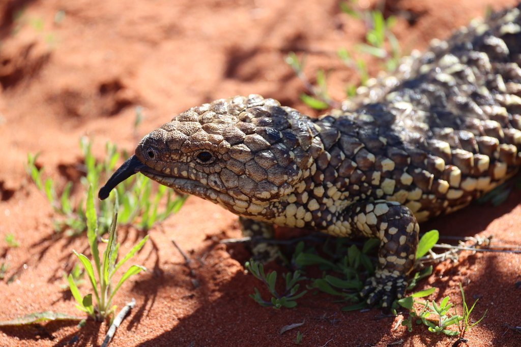 Shingleback Lizard, Tiliqua rugosa, CC BY NC, andamooka