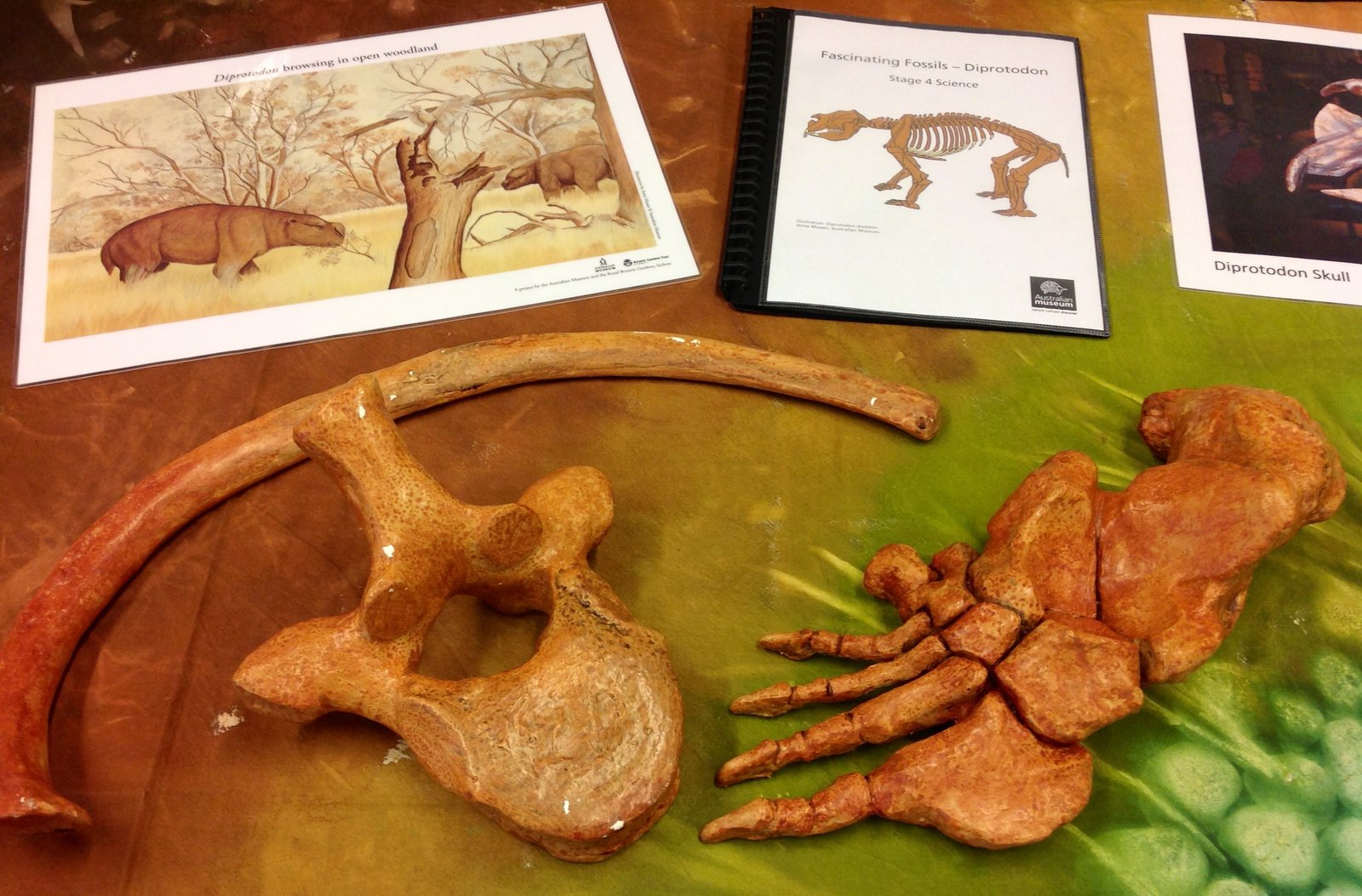Museum Outreach Displays