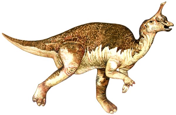 Tsintaosaurus