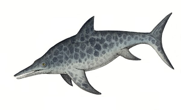 Platypterygius longmani