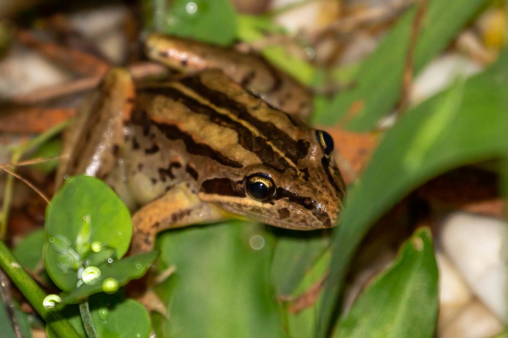 Striped Marsh Frog Limnodynastes peronii, (CC BY-NC), uploaded by Shanna Bignell