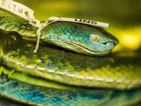The AMRI Herpetology Collection. These are general shots of the Collection specimens and Collection areas for the AM website redevelopment in 2018.  Shots taken in the Herpetology Collection with Techinical Officer Stephen Mahony.