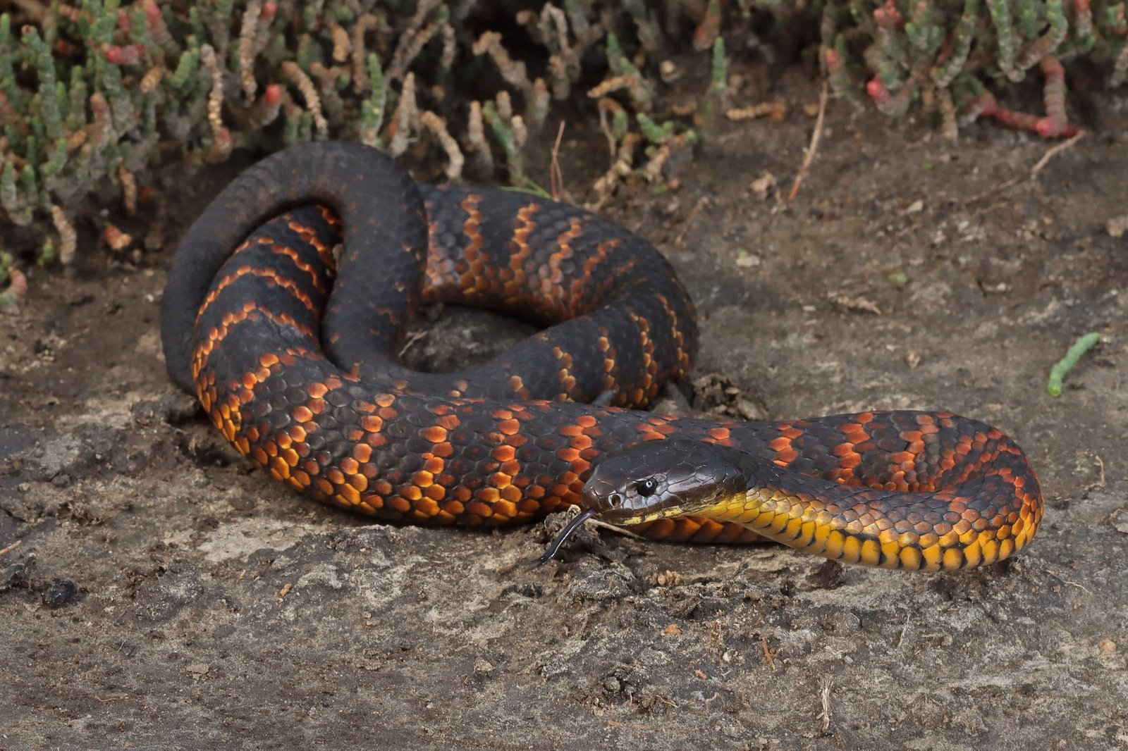 Tiger Snake Notechis scutatus