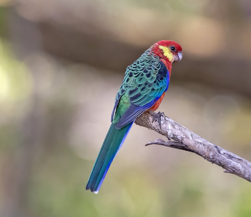 Male Western Rosella Platycercus icterotis,