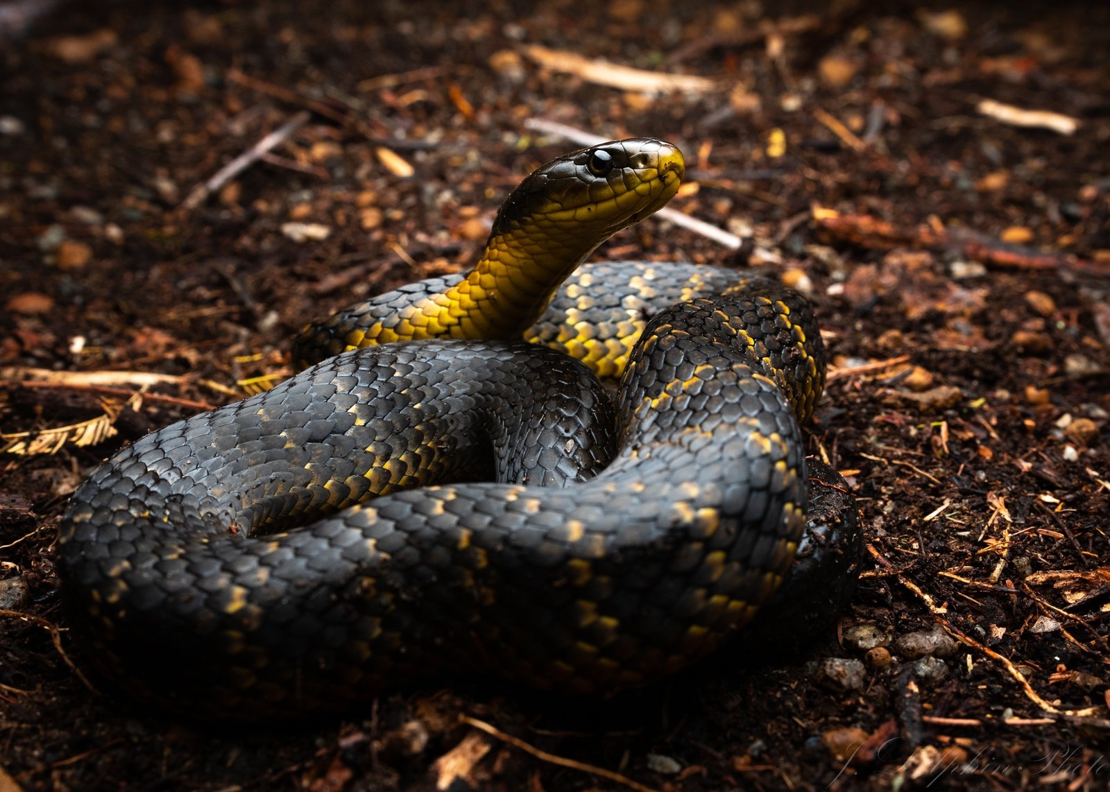 Western Tiger Snake, Notechis scutatus ssp. occidentalis