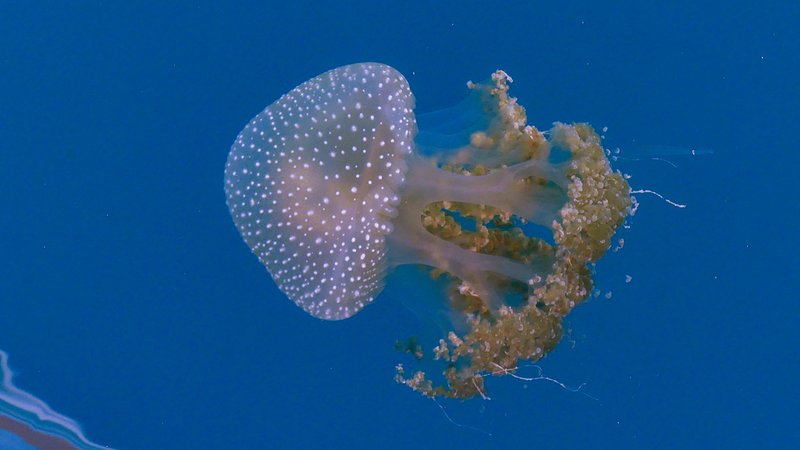 White-spotted Jellyfish, Phyllorhiza punctata