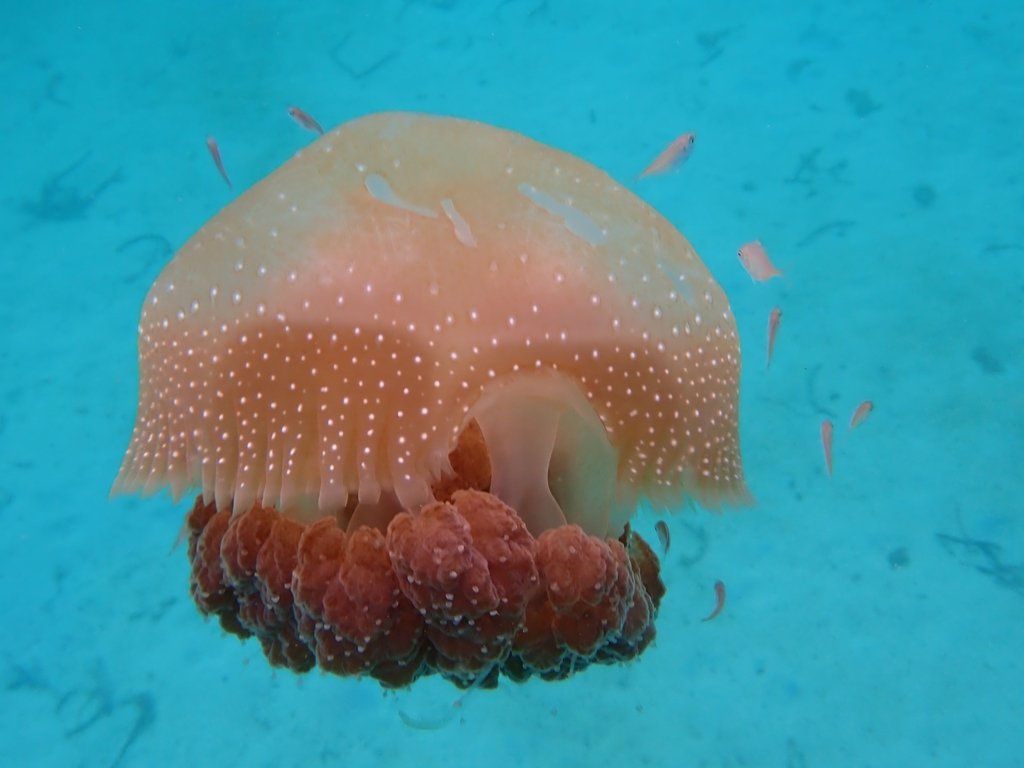White-spotted Jellyfish, Phyllorhiza punctata