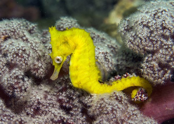 White's Seahorse (Hippocampus whitei).