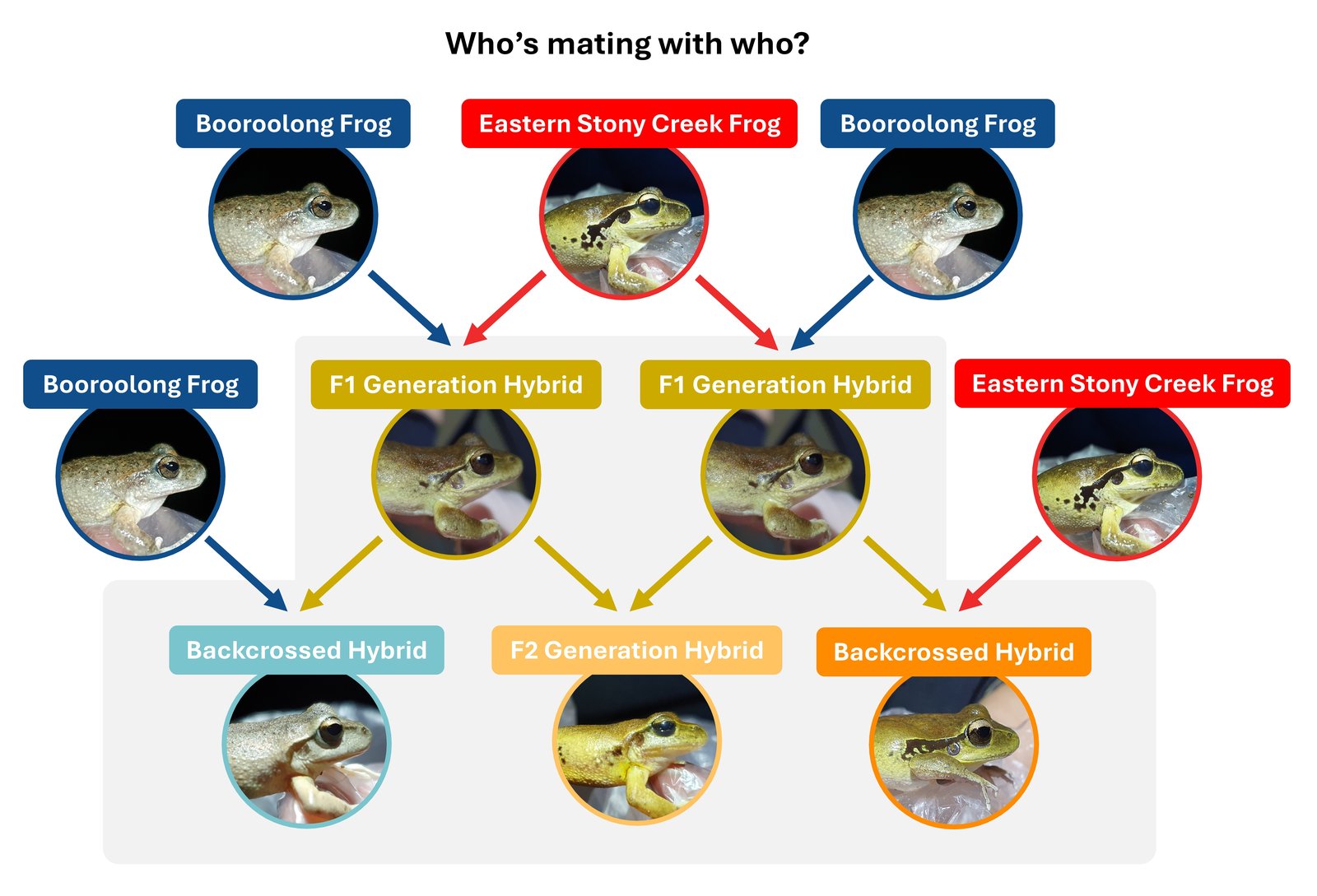 Who is mating with who? The Booroolong Frog and the Eastern Stony Creek Frog can interbreed to create F1 hybrid offspring. F1 hybrids can breed with each other (creating F2 hybrids) and with both parent species (creating backcrossed individuals).