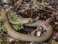 Yellow-faced Whipsnake, Demansia psammophis