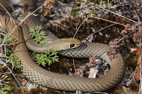 Yellow-faced Whipsnake, Demansia psammophis