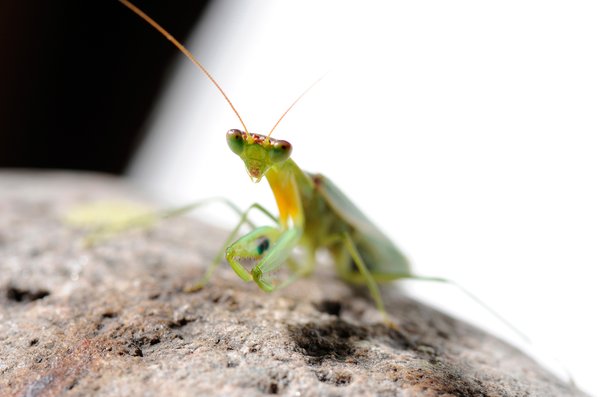 Orthodera ministralis (green mantid)