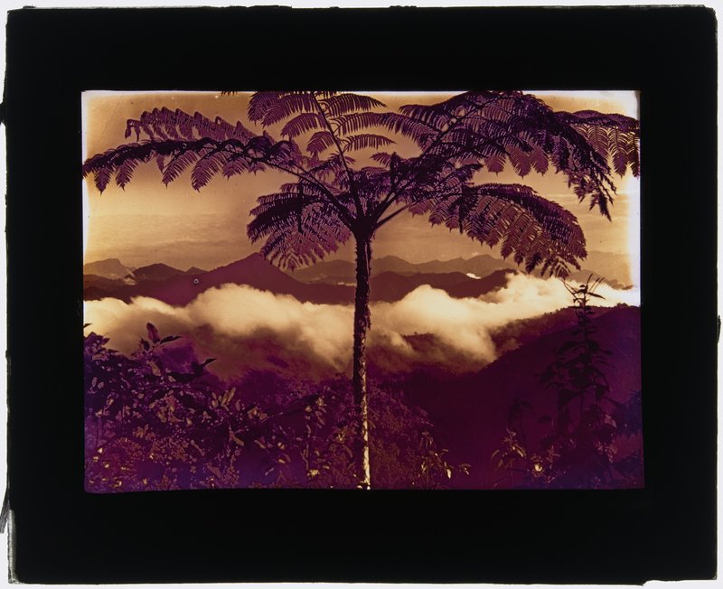 Dating from 1926 this hand coloured lantern slide was made by Frank Hurley from one of his black and white photos of a scene in the Owen Stanley Ranges in Papua New Guinea. AMS164/VV03254