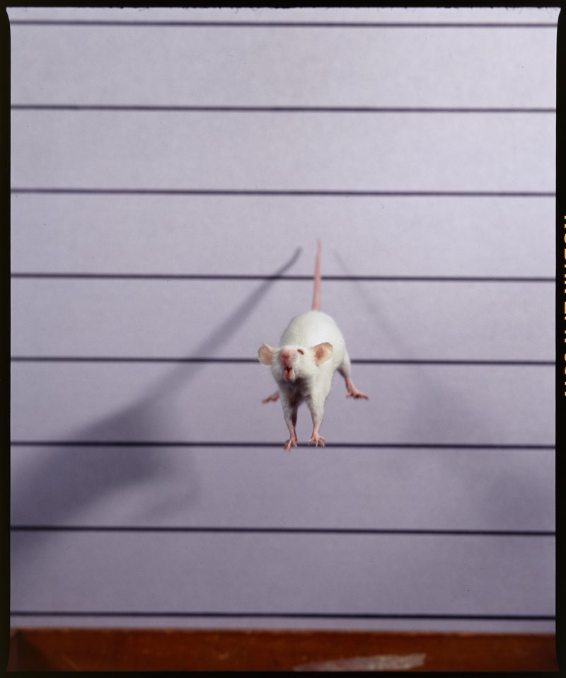 A falling mouse in mid air. From a slide film transparency. AMS701/17149
