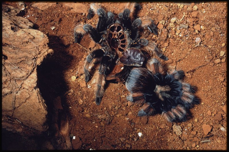 Red Knee Tarantula (Brachypelma hamorii) moulting. AMS701/35966