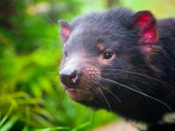 AUSSIE ARK TASMANIAN DEVILS