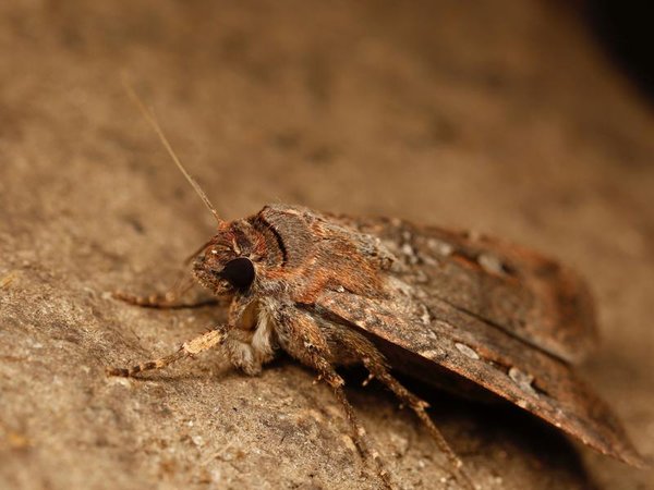 A Bogong moth